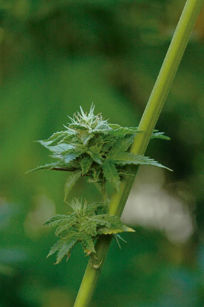 Cogollos pequeños y poco densos