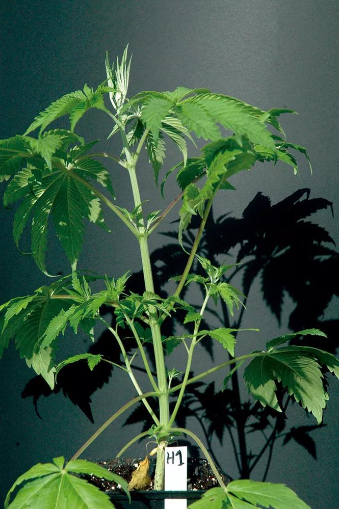 Fumiga siempre toda la planta