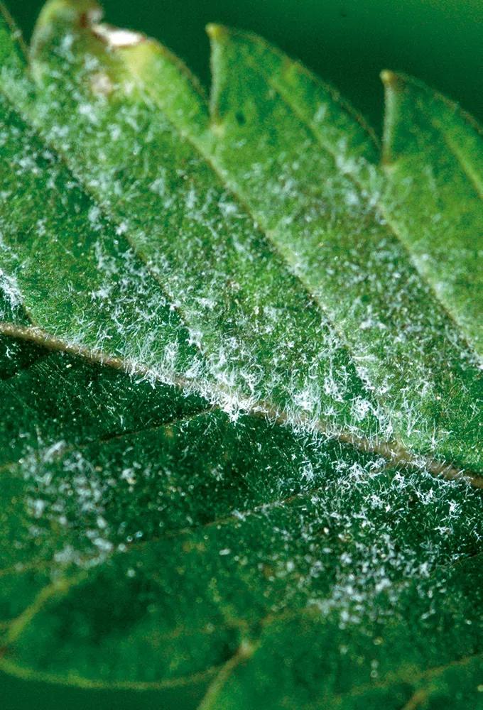Hoja infestada de oídio 