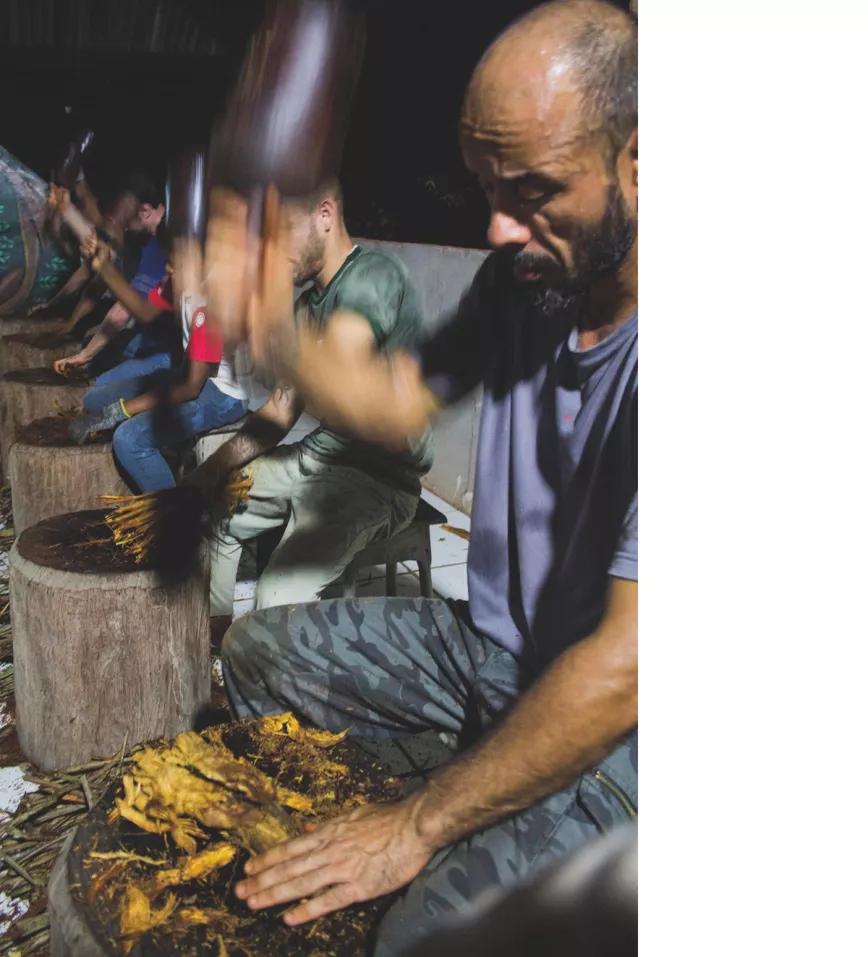 Daimistas batiendo pedazos de jagube.