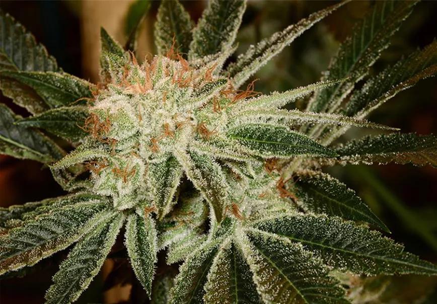 WHITE FIRE OG: Una variedad para compartir que funciona bastante bien para las noches. Si estás en una cita con alguien especial o en un encuentro informal con los amigos, esta variedad tiene su punto.