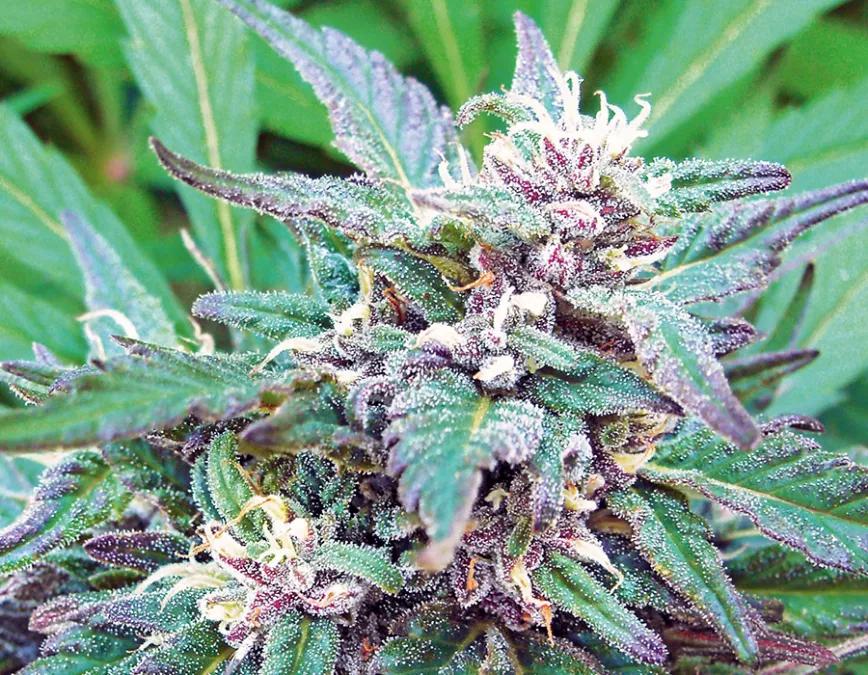 BLUEBERRY: Una planta con un THC reducido para lo que son las actuales variedades (una media de entre 14 al 19%) Blueberry es otra de las clásicas variedades para una sesión de 4:20. Los efectos se asemejan a los que todo el mundo asocia con el cannabis: relax y felicidad. ¿Se puede pedir más?