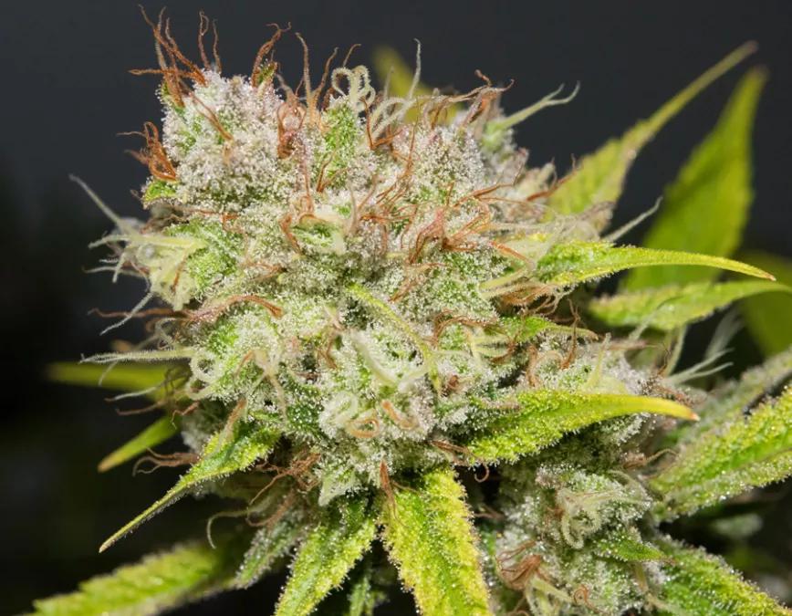 DUTCH TREAT: Con una media de 17-22% THC es una buena ayuda para los animales diurnos que necesitan un punch para afrontar las dificultades de mantenerse despierto.