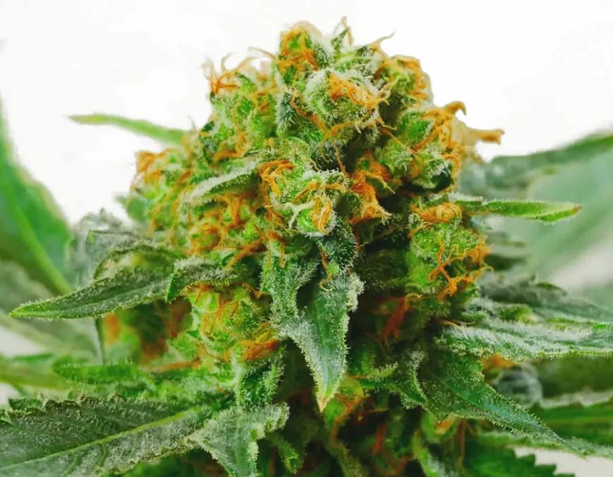 JACK HERER: Una de las yerbas más míticas y conocidas del panorama cannábico. Con una media de 15 al 20% THC es un complemento (o sustituto) al café de la mañana. Un extra de energía que te acompaña el resto de las horas de sol.