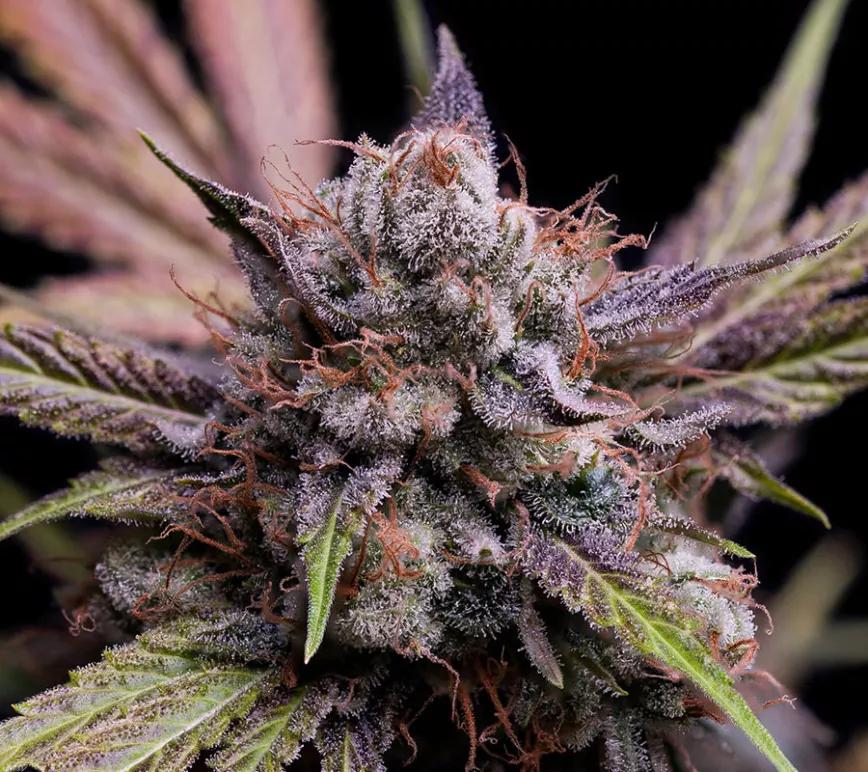 Dogwalker OG: Alivio para le estrés y el dolor, Dogwalker OG es una THC dominante que tiene 20-24% de media. Una mezcla entre Albert Walker y Chemdog 91.