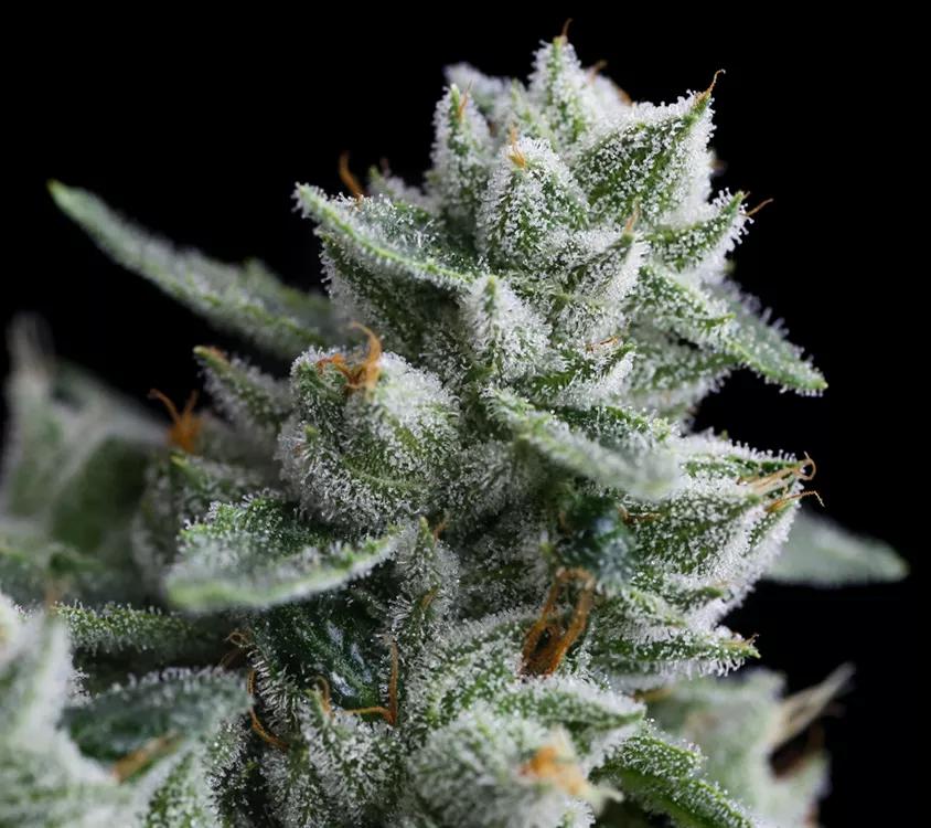 RudeBoi OG: Cruce entre Irene OG y Face Off OG es una cremosa variedad con olor a pino que presume de su herencia OG en los genes. Perfecta para una situación que precisa calma. Su media de THC se sitúan entre el 19 y los 23%