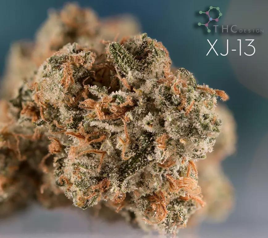XJ-13:  Conocida por su sabor a lima limón y sus efectos eufóricos es ideal para los consumidores novatos. Mezcla de la conocida Jack Herer con G13 Haze con una media entre el 17 y el 19% THC.