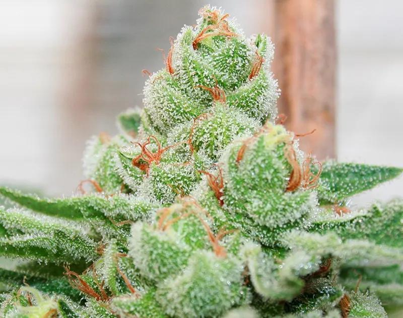 STRAWBERRY BANANA: Alienta la creatividad y te mantiene alerta con su media de THC de 17-23%.