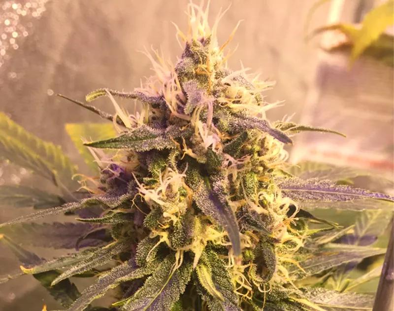 MASTER KUSH: Relaja el cuerpo sin atontar la mente. Se dice que es buena para tomar después de que inicies algún proyecto vital relevante. 15-19% THC de media.