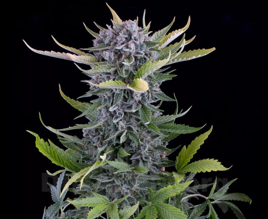 WHITE WIDOW: Si hablamos de clásicos, esta es otra variedad que lleva en boca de todos (chiste intencionado) desde hace siglos.