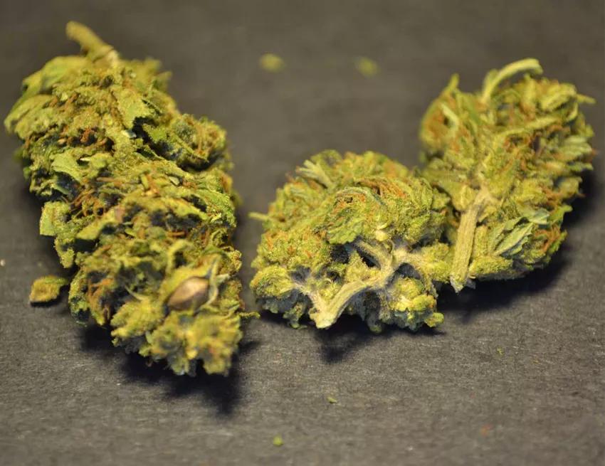 AC/DC: Descendiente de la variedad Cannatonic que se crió en España. Una variedad al 50 por ciento sativa e indica. El porcentaje entre CBD y THC está algo más equilibrado que en las variedades anteriores, un 16 al 24% CBD y 2 al 6% THC, lo que convierte en AC/DC en una planta bajo demanda para el tratamiento del dolor.