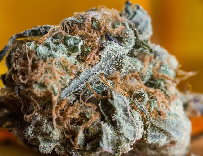 CHARLOTTE’S WEB: Una de las más famosas plantas con CBD del mercado. Recibe su nombre de Charlotte Figi, una joven de Colorado que sufría de epilepsia severa que fue tratada de forma exitosa con una tintura de CBD. 17% de CBD con casi nada de THC. Es la típica planta que se usa en tratamientos para menores.