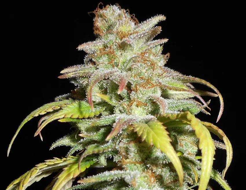 HARLEQUIN: Dominante sativa. El ratio de esta planta es 5:2 en la mayor parte de los casos. Así un 8 al 16% de CBD implica un THC de 4 al 7%. Los usos médicos de la Harlequin incluyen el tratamiento contra el dolor, la inflamación y la ansiedad.