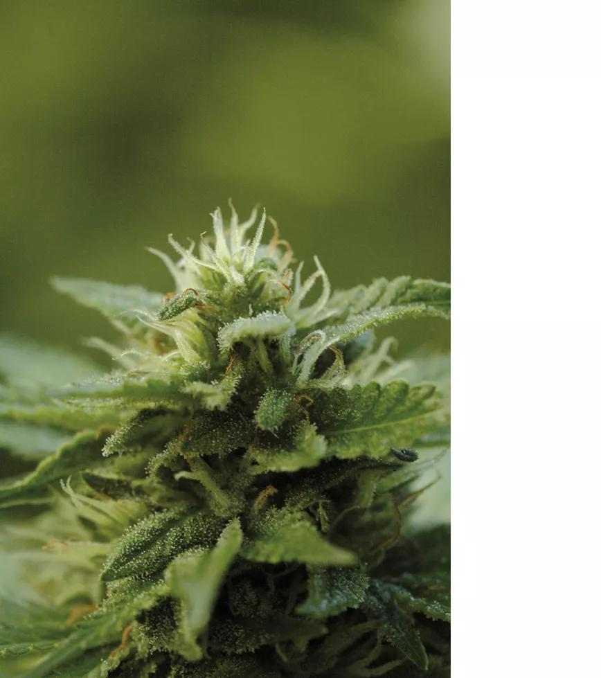 Glándulas de resina inmaduras