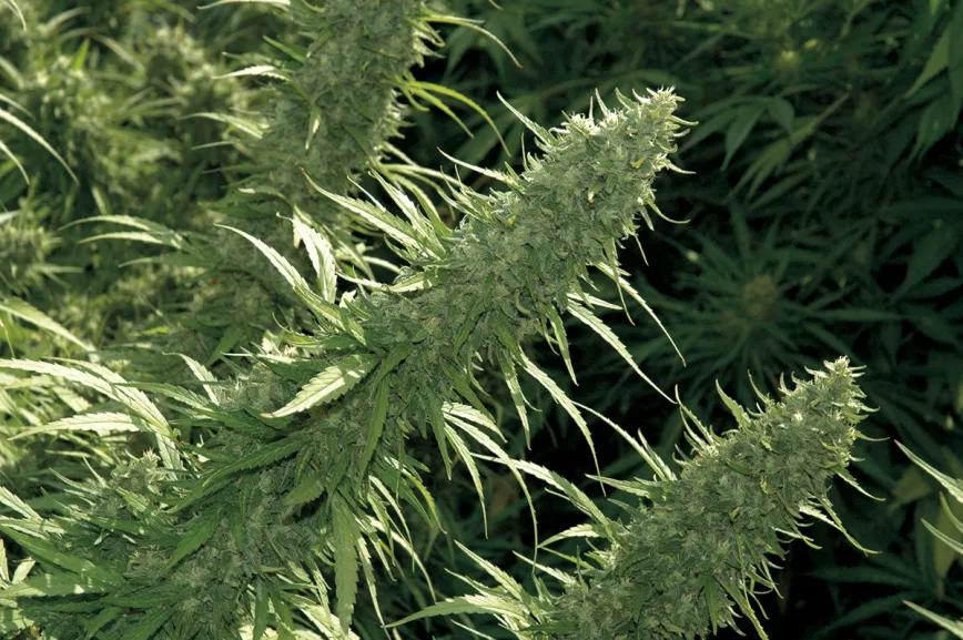 Cogollos gruesos y densos