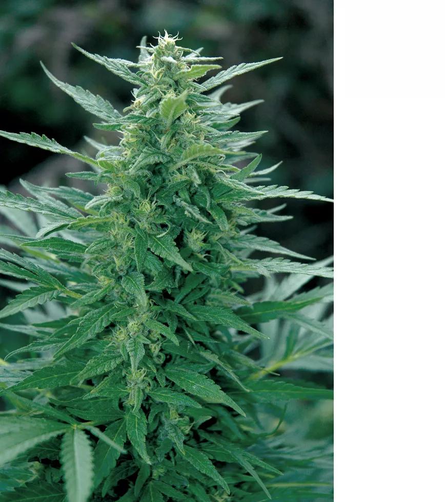 Sativa, aún no lista para la cosecha