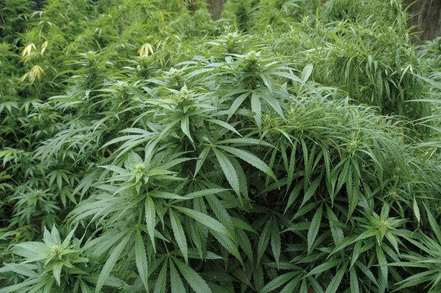 La lluvia no es buena para la floración