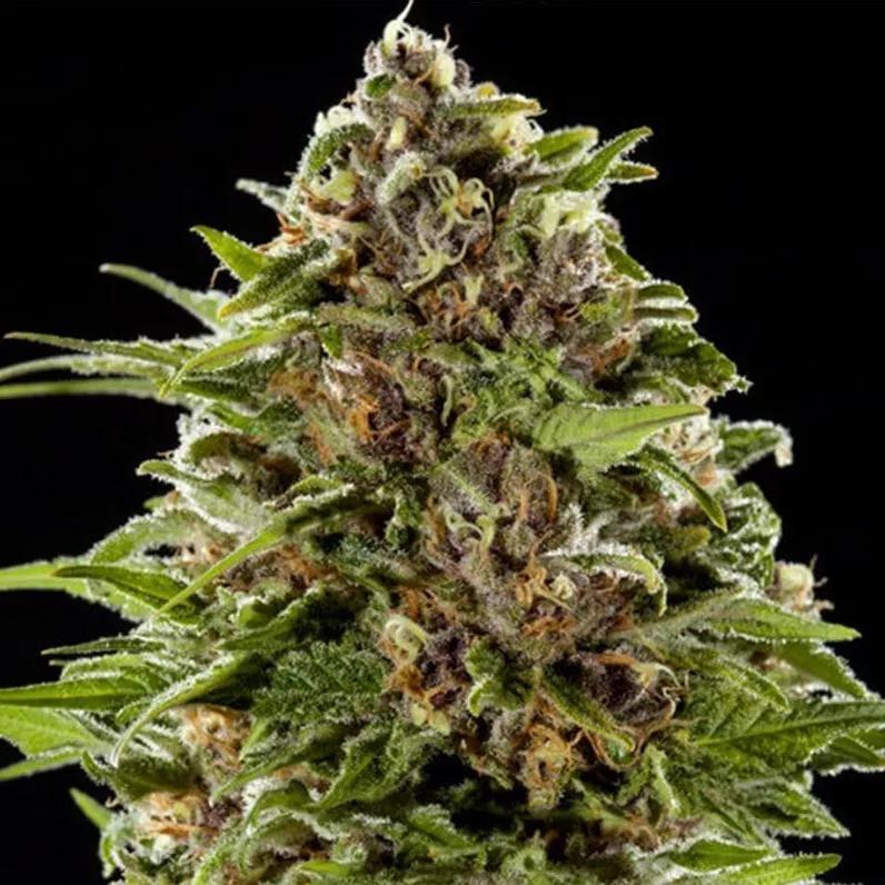SUPER JACK: De complejo sistema de terpenos gracias a su mezcla de Jack Herer y Super Jack. Notas especiadas y dulces con un aroma de mantequilla. Te da el golpe necesario para la creatividad con su 17-19% de THC de media.