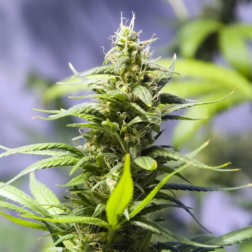 HOLY GRAIL KUSH: Una planta de DNA Genetics y Reserva Privada Colorado que ganó la categoría de “Compañía de semillas híbridas” en el 2011 durante la High Times Cannabis Cup. Relax dulce sin que te sobrepase, lo cual es raro dado su origen y variedades de donde proviene. La media de THC es de 16-22%.