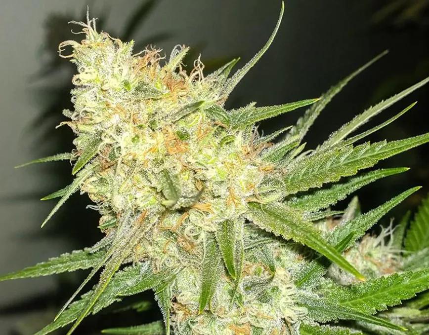 J1: Cítricos y azúcar en tu paladar. Mezcla de la famosas Jack Herer con Skunk#1. Es muy buena para dar paseos por la montaña. Mejor en otoño pero funciona en cualquier momento.