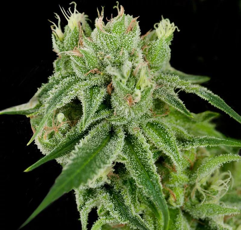 BANANA SPLIT: Sabe a lo que su nombre indica. Subidón cerebral que impacta en tu buen humor sin que te de bajona de querer irte a dormir.