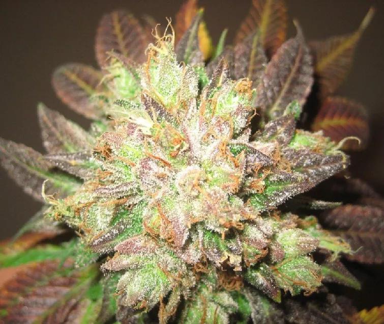 Cotton Candy Kush: Es de terpenos mircenos dominantes lo que nos deja sabores dulces como un buen beso. Si no pillas cacho estos días al menos búscate este algodón de azúcar cannábico.