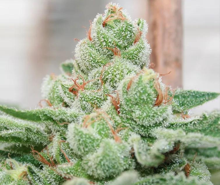 Strawberry Banana: Otra dulzura que debes probar si lo que te va es este rollo azucarado que deja un buen postre. Cuidado con el azúcar, sí, pero más cuidado con convertir tu vida en un desierto amargo.