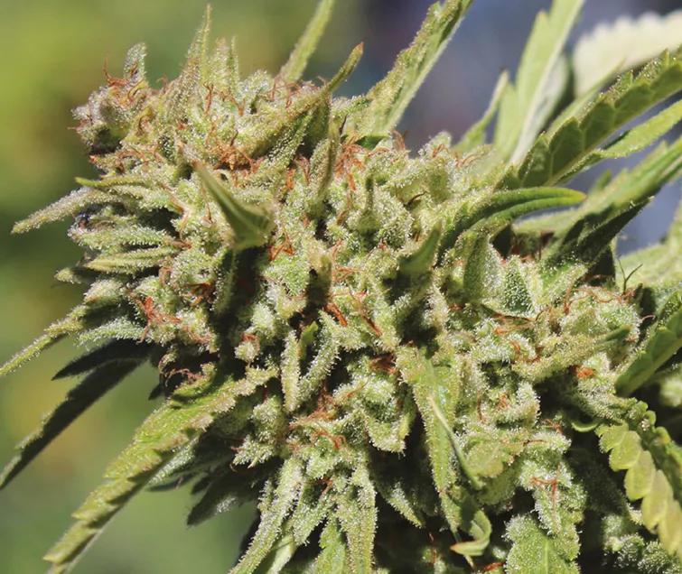 Vanilla Kush: Mezcla de Afghan y Kashmir (ojo al pedigrí), mucha vainilla y aromas a flores. Sienta bien al cuerpo y no empalaga. Efectos relajantes que te van a embriagar.