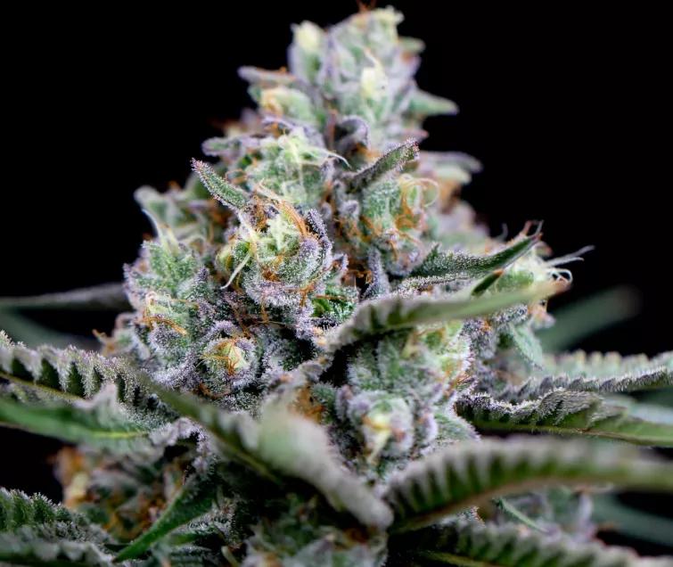 Mimosa: Una planta con sabores anaranjados que recuerdan a esos caramelos de antaño que yo no se fabrican. Subidón que pega duro pero no fortísimo.