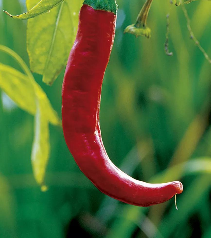 Guindilla picante