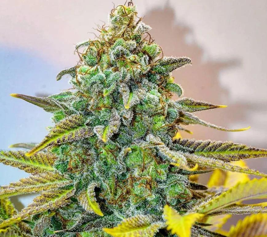 CINDERELLA 99:  Una variedad de las más clásicas que está emparentada con Jack Herer. Cuando uno la prueba le viene a la boca el regusto a mango y tonalidades cítricas.