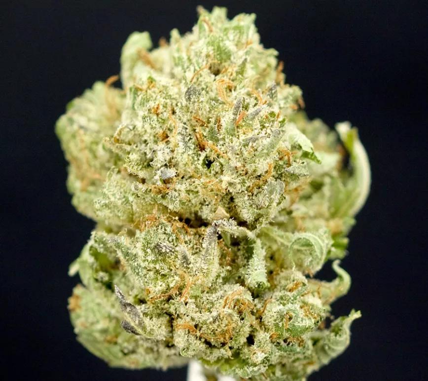 MAUI WOWIE:  Paladea estas palabras que recuerdan a la lejana Polinesia. Sabores tropicales que vienen desde la mismísima Hawái. Energía y euforia para todos. Paladea las palabras M-a-u-i W-o-w-i-e.