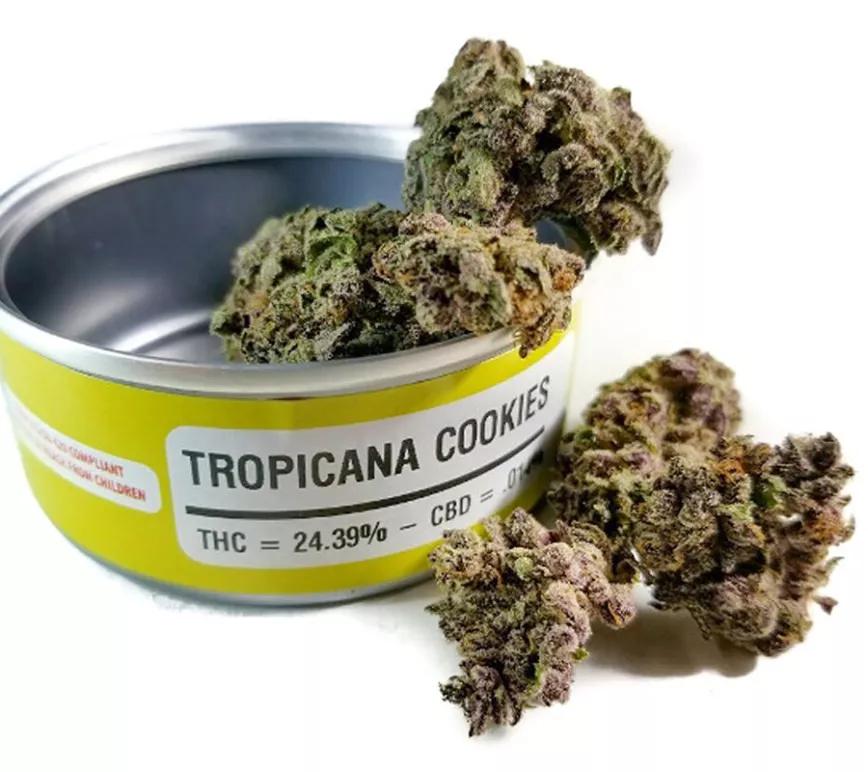 TROPICANA COOKIES:  Otra pariente de la archiconocida GSC que se cruzó con Tangie para volverse una bomba tropical. Predomina el sabor a mandarina con tonos a frutas del bosque. Energiza y relaja. Perfecta para tomar de día.