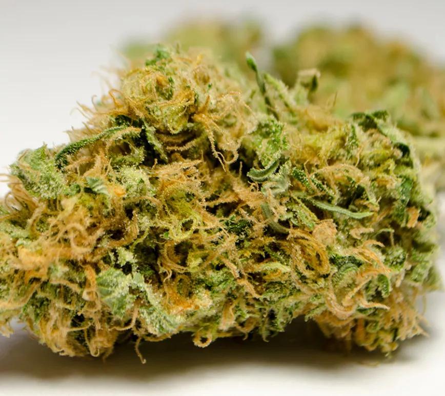 GOLDEN GOAT:  Una planta construida a base de retales de conocidas variedades como Hawaiian o la Romulan. El resultado: una planta con unos colores preciosos y sabor a piña y cítricos.