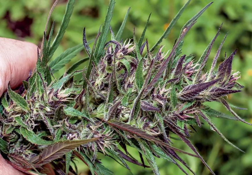 Espécimen con características endémicas