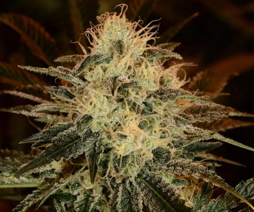 Chemdog:  Al igual que la Cherry AK-47 te pega en cuerpo y mente con unos efectos poco despreciables. No se sabe cuál es el pedigrí de este perro, pero sí que se puede presumir que es de buena familia.