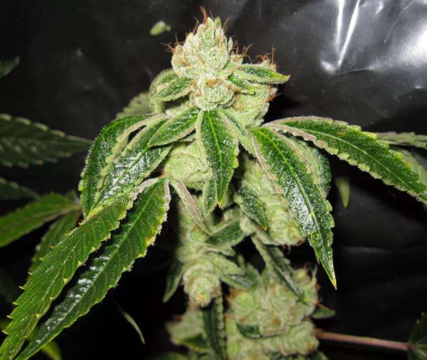 Headband:  El subidón de esta planta se concentra en la parte central de la cabeza, como si llevases una cinta para el pelo (de ahí su nombre). Se puede decir que tiene el efecto cerebral de una Sour Diesel con el relax de la OG Kush.