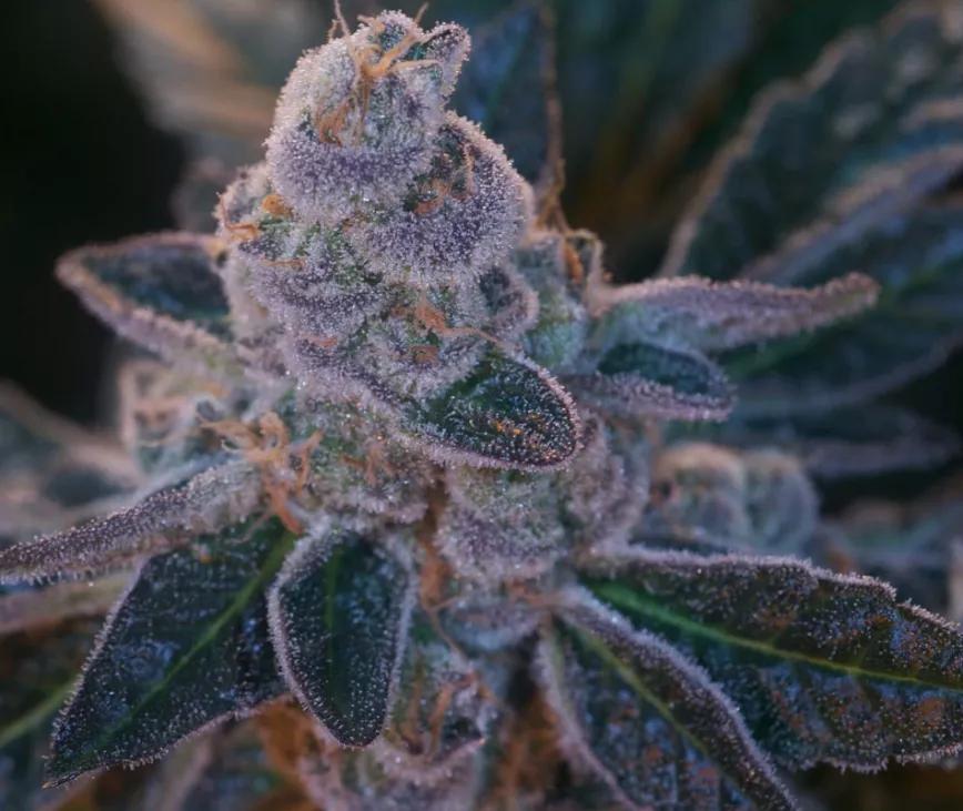 Scooby Snacks:  Mezcla de Platinum OG y Face Off OG, el resultado son efectos mentales suaves y placenteros y un relax corporal que va viniendo poco a poco. Se suele usar para que te lleve a la tierra de los sueños.