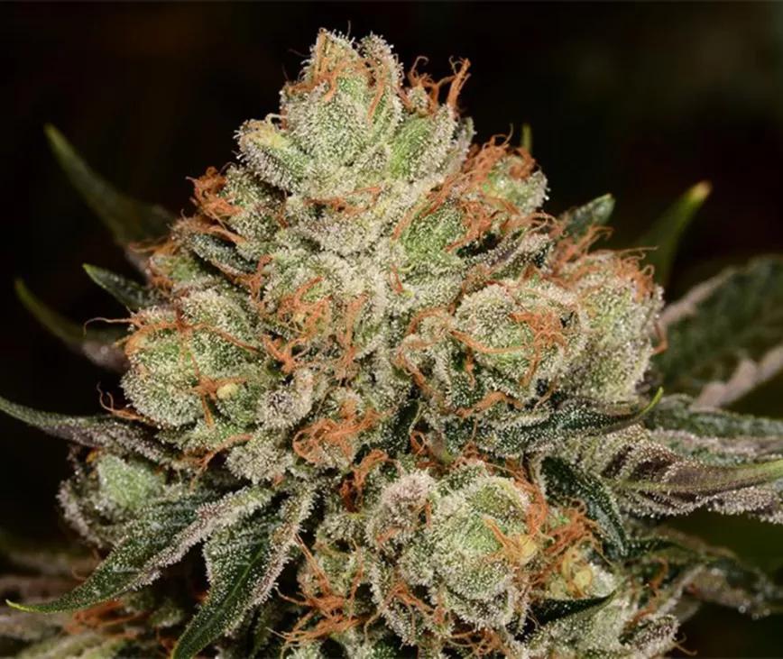 Alien OG:  Con tres de los terpenos estrella, mirceno, cariofileno y limoneno, Alien OG es un viaje considerable, sideral. Psicodelia (o algo así) y estar listo para tirarse en el sofá.