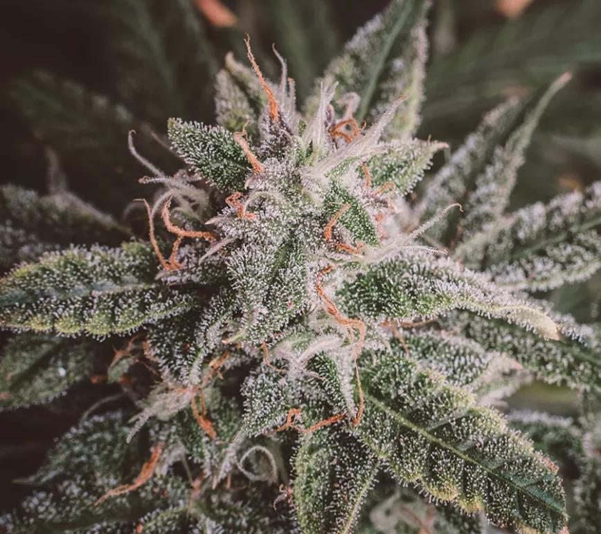 Blue Dream: Una planta que te dará energía pero sin pasarse. Aunque existen muchos cruces diferentes, la cepa de donde viene es Blueberry y Haze. El rango de THC va de 20 a 26%.