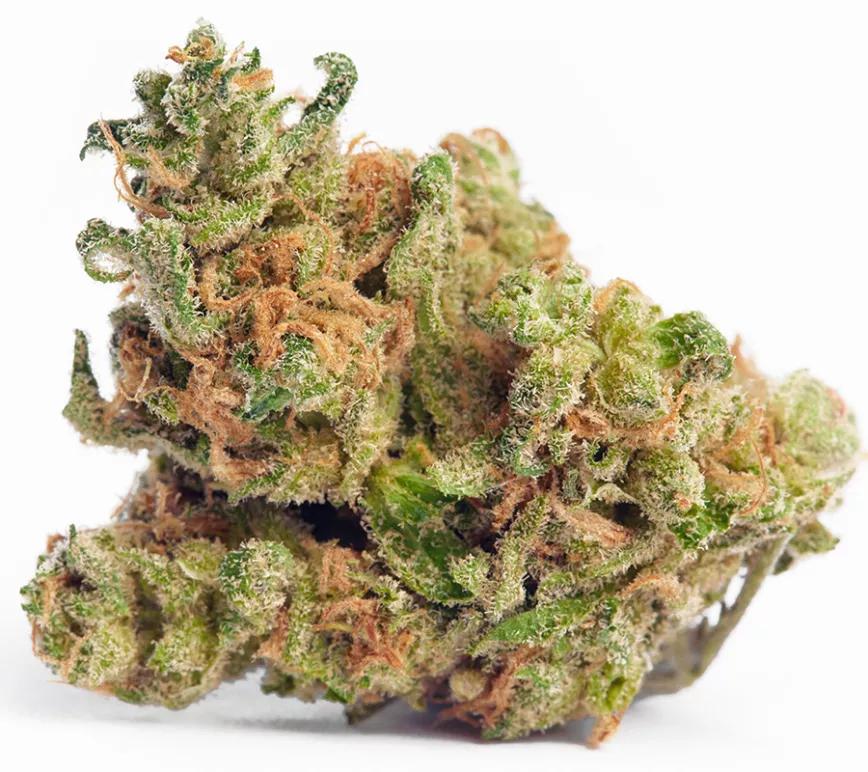 Jack Herer: Posiblemente una de las yerbas más míticas y conocidas del mundo cannábico. Una sativa que es cruce de Haze, Northern Lights #5 y Shiva Skunk. Es una de las plantas que ha criado en propiedad Sensi Seeds aunque en mercado haya algunas variedades que no son de esta marca debido a pequeñas variaciones en los efectos.