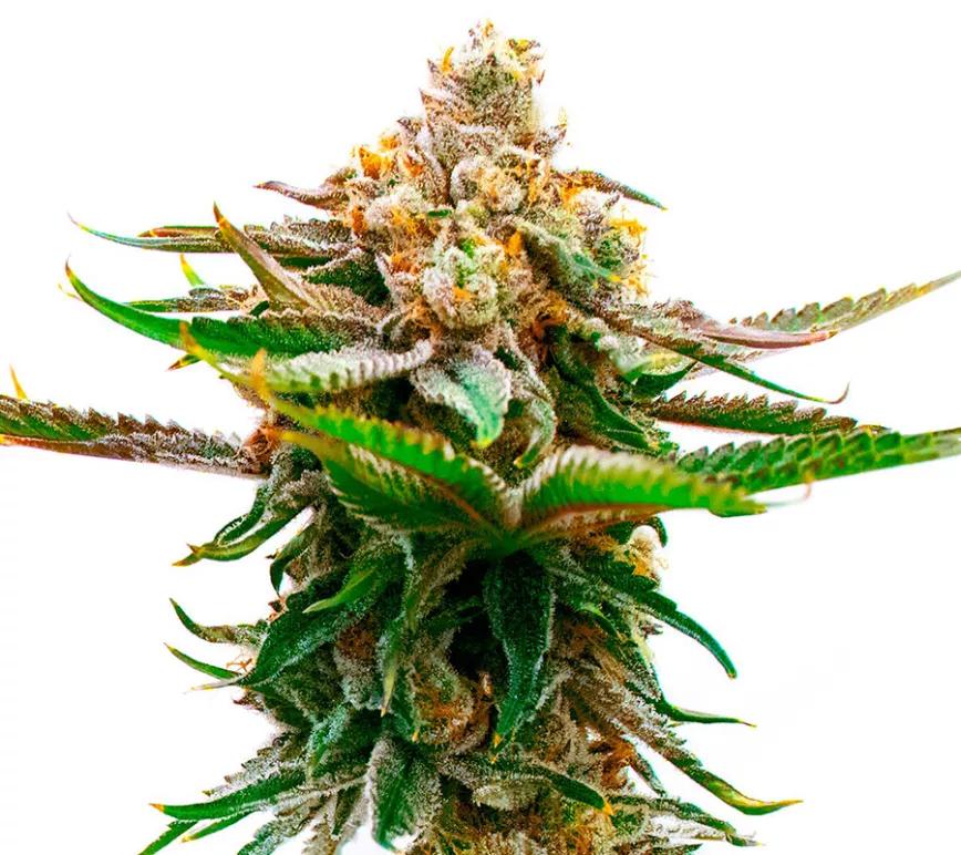 Strawberry Cough: Sabor a lo que su nombre alude: fresas. Se mantiene en una media de 16 al 20% de THC. Florece en unos nueve meses, como los nenes y nenas.