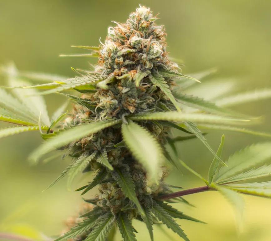 Durban Poison: Es una landrace del sur de África. Potente para la mente, con una media de 25% de THC. Se supone que ayuda a la creatividad pero el subidón es un poco incontrolable si vienes de nuevas.