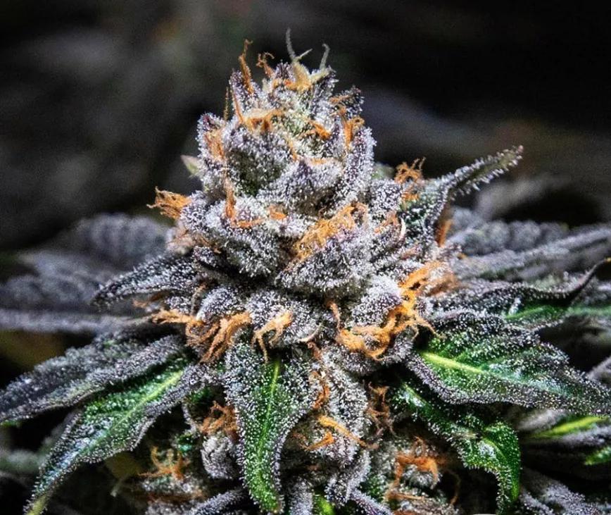 Gelonade:  Creada por Connected Cannabis Co. esta variedad se está haciendo popular en la soleada California. Es una Lemon tree + Gelato #41. Terpenos con olor y presencia como si estuviese recubierta de sirope de limón.