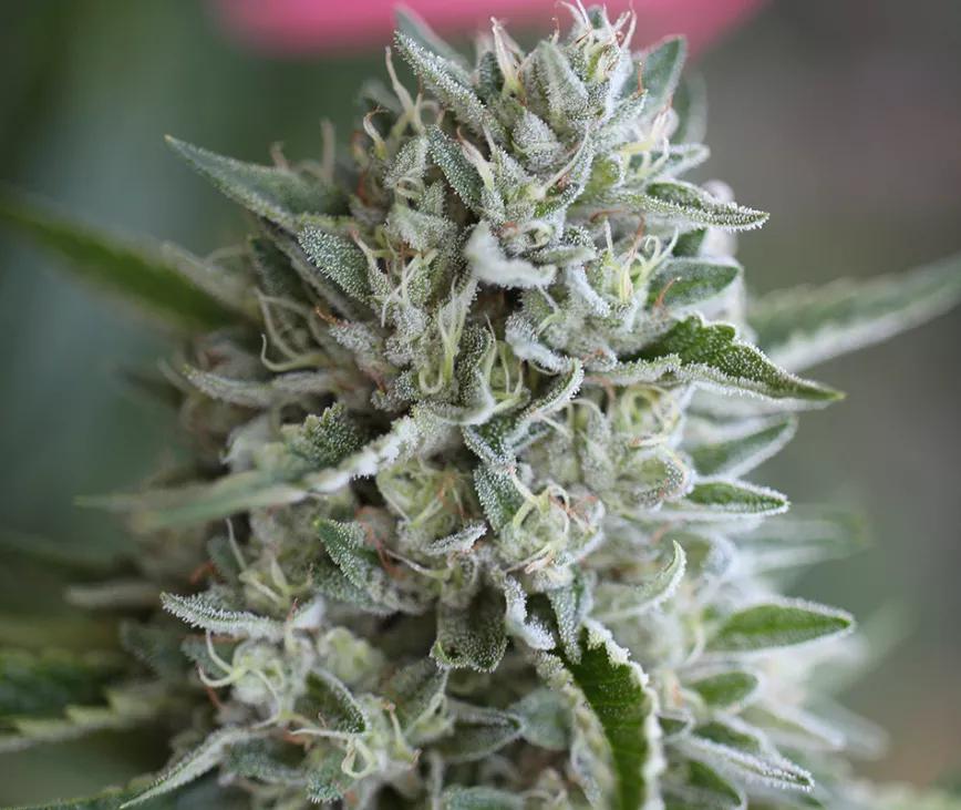 Vanilla Frosting:  Variedad criada por la Humboldt Sun Growers Guild que ha sobrevivido a una criba de 10.000 plantas en la búsqueda del fenotipo ideal. Ahora se encuentra en semillas por lo que se puede cultivar para comprobar si lograron su objetivo.