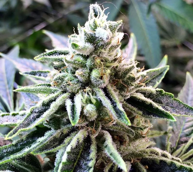 Lemon Garlic OG:  Cuidado que se viene un sabor exigente: Queso almizclado, cítricos agrios, así como sabores diesel y terrosos. Menuda bomba al paladar delicado, el paladar suave del ofendidito de Internet. Si eres una amante del CBD esta es una de las eleciones potentes.