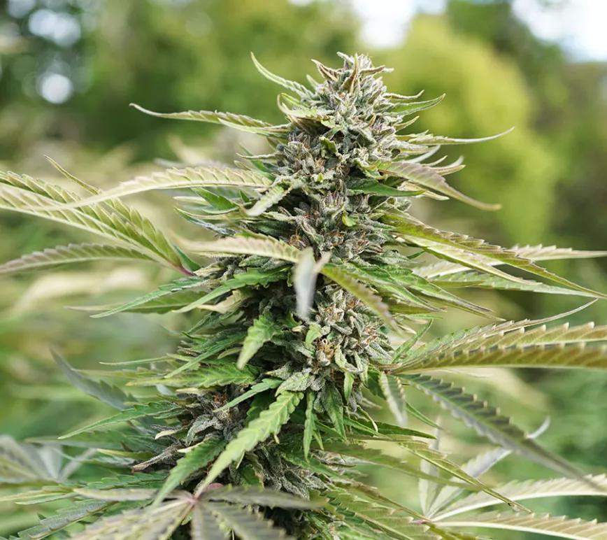 Lifter:  Es una variedad reciente que recibe menos atención que las anteriores pero que los amantes de los saborcitos deberían tener en cuenta. Viene de Suver Haze      y Early Resin Bud con un sabor (y olor) a queso de cabrales con una pizca de gasolina. Aunque esté emparentada con las OG esta no acaba con un subidón.