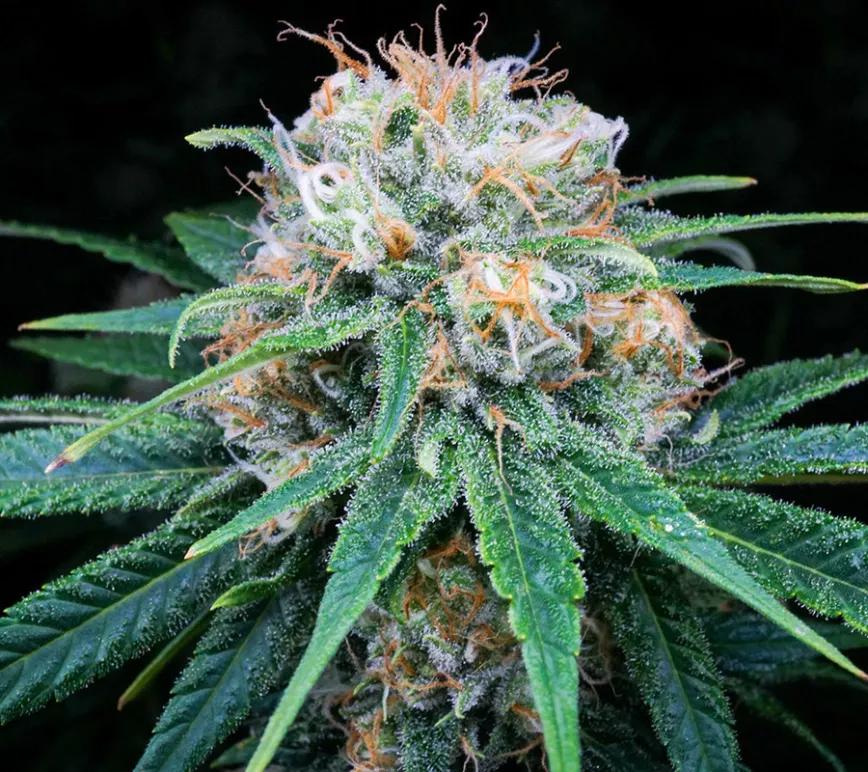Sour Tsunami:  Una variedad con en la que domina el CBD es pariente de la famosísima Sour Diesel pero en tanto que guarda cierto sabor a combustible pero suavizado por sus terpenos frescos y aterciopelados.
