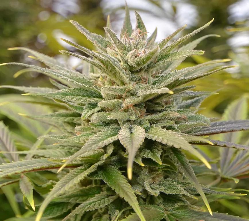 Cherry Wine:  Es una nueva variedad de High Grade Hemp Seed Co. que cruza Charlotte’s Cherries con The Wife, ambas a su vez variedades que han sido cultivadas para servir al sagrado culto del CBD. Notas de sabor de cereza y pimienta son las que quedan cuando el humo sale de tu boca.