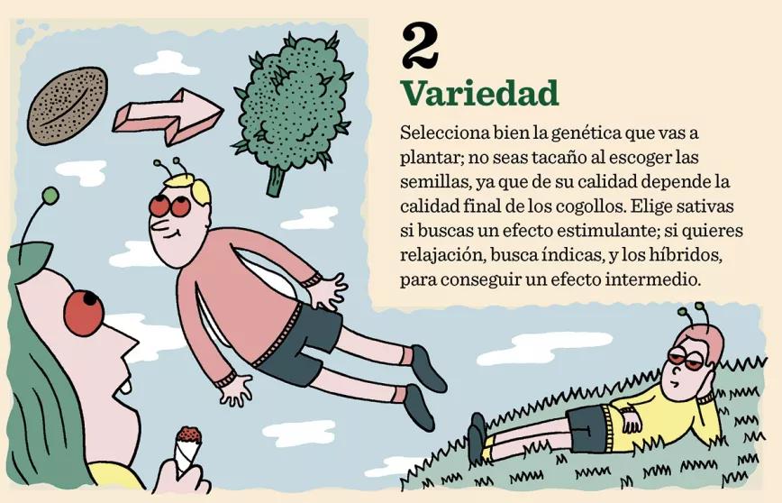 10 pasos para plantación 02